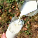В Краснознаменском округе Калининградской области хотят создавать кооперативы по сбору и переработке молока