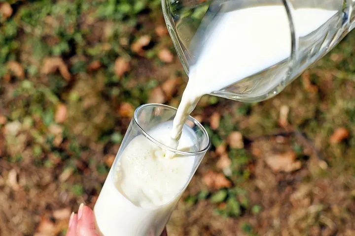 В Краснознаменском округе Калининградской области хотят создавать кооперативы по сбору и переработке молока 