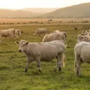 Калининградская область впервые начала экспортировать племенной скот